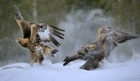 fotografie/birds/Finland_Let_s_dance_t.jpg