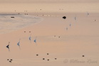 fotografie/birds/France_Marsh_landscape_t.jpg