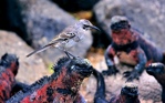 fotografie/birds/Galapagos_Strange_couple_t.jpg