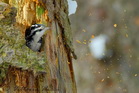 fotografie/birds/Germany_work_in_progress_t.jpg