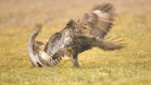 fotografie/birds/Hungary_Buzzards_wrestling_t.jpg