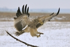 fotografie/birds/Hungary_Landing_t.jpg