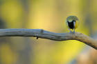 fotografie/birds/Italy_Parus_major_t.jpg
