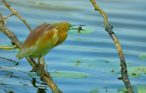 fotografie/birds/Italy_Squacco_Heron_t.jpg