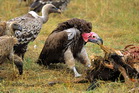 fotografie/birds/Kenya_Lappet_faced_vulture_t.jpg