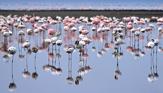 fotografie/birds/Kenya_Lesser_flamingos_t.jpg