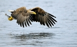 fotografie/birds/Norway_Dinner_is_ready_t.jpg