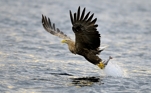 fotografie/birds/Norway_Sporting_fishing2_t.jpg