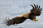 fotografie/birds/Norway_Sporting_fishing_t.jpg