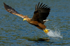 fotografie/birds/Norway_Successful_fishing_t.jpg