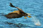 fotografie/birds/Norway_Very_skilled_eagle_t.jpg