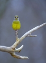 fotografie/birds/Poland_Chloris_chloris_t.jpg