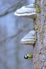 fotografie/birds/Poland_Parus_major_t.jpg