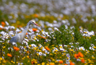 fotografie/birds/SouthAfrica_Cattle_egret_t.jpg