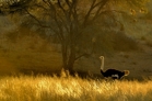 fotografie/birds/SouthAfrica_Ostrich_t.jpg