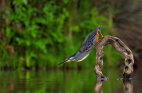 fotografie/birds/South_Africa_Against_gravity_t.jpg