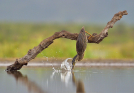 fotografie/birds/South_Africa_Flash_fishing_t.jpg