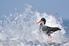 fotografie/birds/South_Africa_The_wave_t.jpg