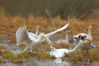 fotografie/birds/Sweden_Attack_2_t.jpg