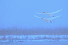 fotografie/birds/Sweden_Double_flight_t.jpg