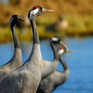 fotografie/birds/Sweden_Gimme_some_more_t.jpg