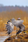 fotografie/birds/Sweden_Hairdressing_t.jpg