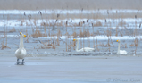 fotografie/birds/Sweden_Holiday_on_ice_t.jpg