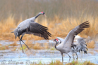 fotografie/birds/Sweden_Quarreling_t.jpg