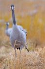 fotografie/birds/Sweden_Who_r_u_t.jpg