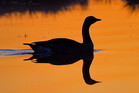 fotografie/birds/Sweden_at_sunrise_t.jpg