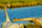 fotografie/birds/Sweden_attack_t.jpg