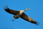 fotografie/birds/Sweden_fly_away_t.jpg