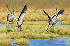 fotografie/birds/Sweden_go_away_t.jpg