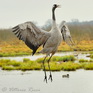 fotografie/birds/Sweden_happy_crane_t.jpg