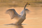 fotografie/birds/Sweden_heating_wings_t.jpg
