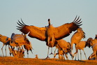 fotografie/birds/Sweden_landing_t.jpg
