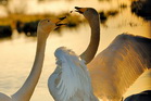 fotografie/birds/Sweden_quarrellin_t.jpg