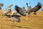 fotografie/birds/Sweden_skirmish_t.jpg