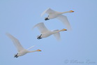 fotografie/birds/Sweden_squadron_flight2_t.jpg