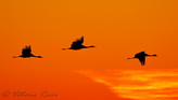 fotografie/birds/Sweden_sunrise_flight_t.jpg