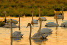 fotografie/birds/Sweden_sunrise_squadron_t.jpg