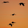 fotografie/birds/Sweden_sunrise_t.jpg