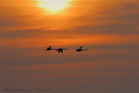 fotografie/birds/Sweden_sunset_flight_t.jpg