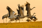 fotografie/birds/Sweden_taking_off_t.jpg