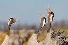 fotografie/birds/Sweden_the_call_t.jpg