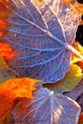 fotografie/closeup/France_Autumn_leaves_t.jpg
