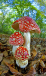 fotografie/closeup/Italy_Amanita_muscaria_t.jpg