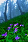 fotografie/closeup/Italy_Blooming_underbrush_t.jpg