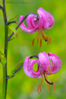 fotografie/closeup/Italy_Lilium_martagon_t.jpg
