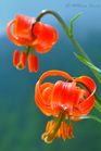 fotografie/closeup/Italy_Lilium_pomponium_t.jpg